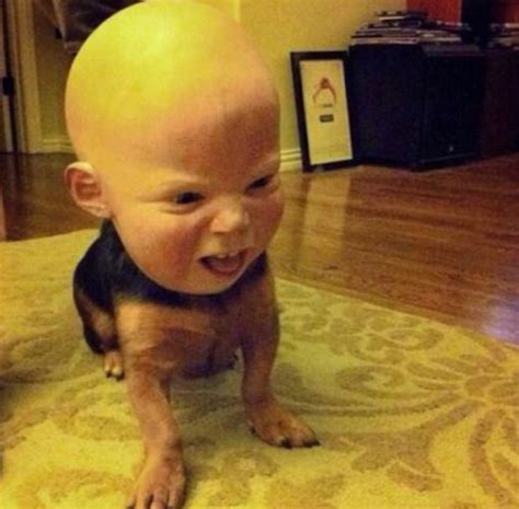 Top 10 Scariest Halloween Costumes for Dogs You Will Ever See