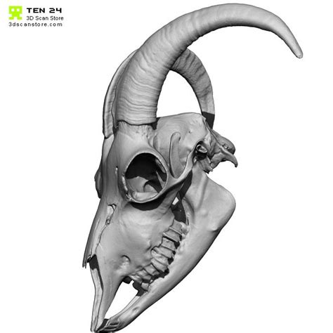 Goat Skull 3D Model | Skull, Goat skull, Skull model