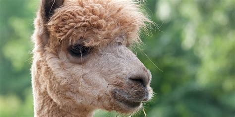 Alpaca | Smithsonian's National Zoo