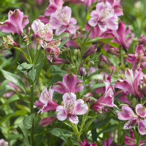 Hayloft Plants 5 x Alstroemeria Butterfly Young Plants - QVC UK