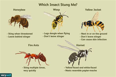 Bee Sting Reaction: Signs, Symptoms, Testing, & Treatment