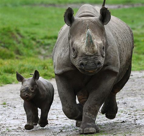 Baby black rhino is first born at Howletts Wild Animal Park in its 40 ...