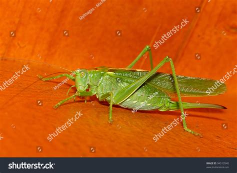 A Close-Up Of A Grasshopper Stock Photo 94513540 : Shutterstock