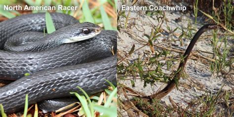 Eastern Coachwhip – Florida Snake ID Guide