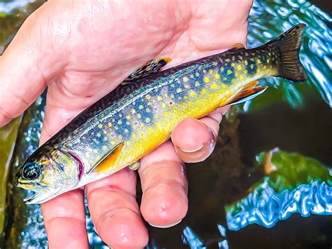 Brook Trout Survey - Maine Audubon