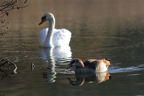 Swan Goose Waterfowl - Free photo on Pixabay - Pixabay