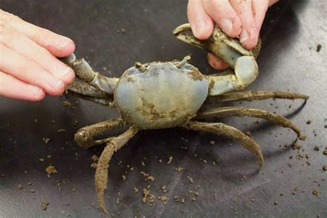 SCDNR: Report sightings of non-native blue land crab – The Island News ...