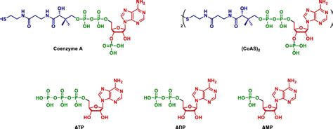 Structures of the coenzyme A, (CoAS)2, ATP, ADP and AMP. | Download ...