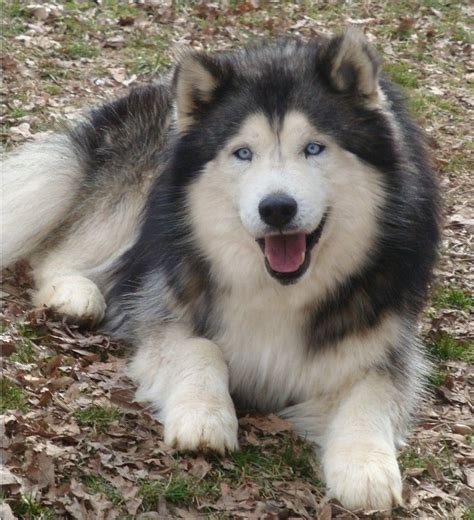 Pretty dog and fluffy | Malamute dog, Husky dogs, Malamute husky