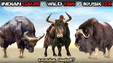 Musk ox vs Wild Yak vs Indian Gaur - YouTube