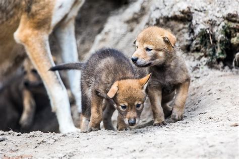 Tampa zoo welcomes new litter of highly endangered red wolf pups ...