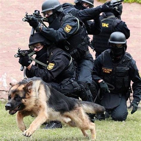 211 Police Dog Names For The Brave Ones - The Goody Pet