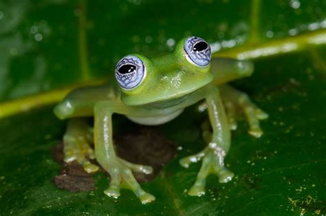 Ghost Glass Frog Facts and Pictures