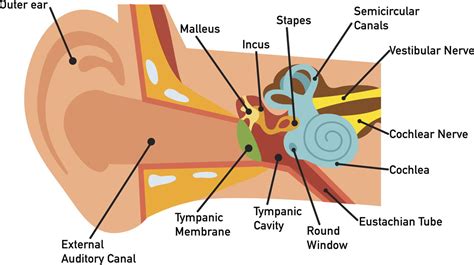 Human Ear Diagram - Bodytomy