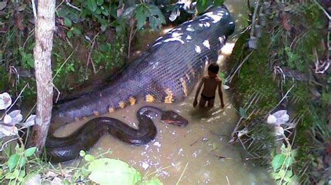 How the World's Biggest Snake was Killed