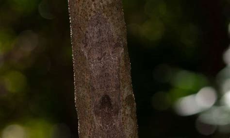 New leaf-tailed gecko from Madagascar is a master of disguise