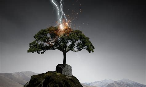 My Tree Was Struck By Lightning (What Should I Do?) - Truly Arbor Care