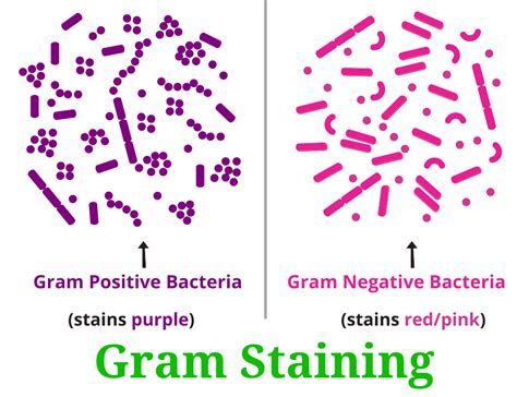 Gram Staining Procedure : Principle, Practical, and Example - RBR Life ...