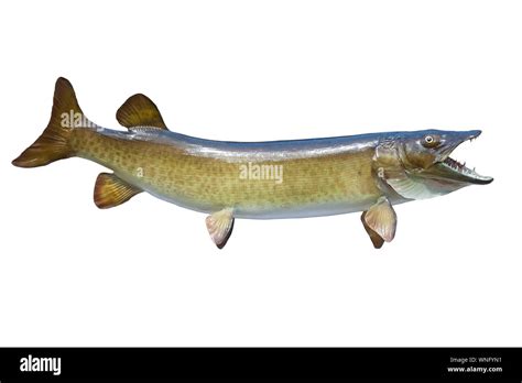 Muskellunge High Resolution Stock Photography and Images - Alamy