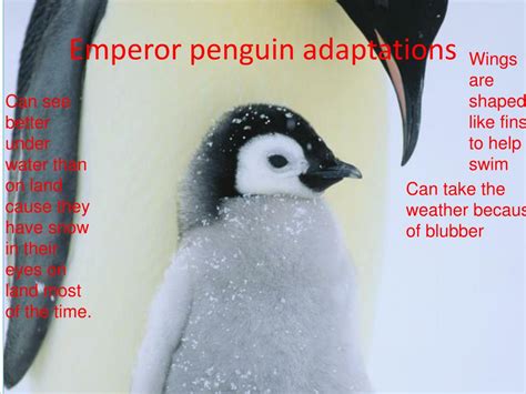 PPT - Emperor penguin adaptations PowerPoint Presentation, free ...