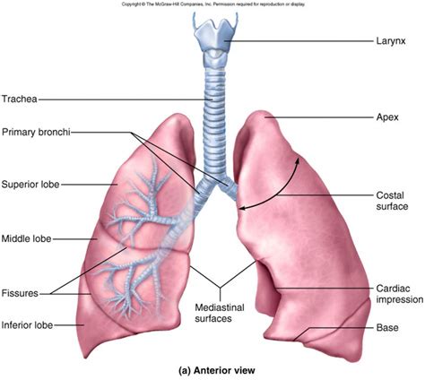 Anatomy of LUNGS and MCQs for NEET, GPAT,Nursing Exams - Gpatindia ...