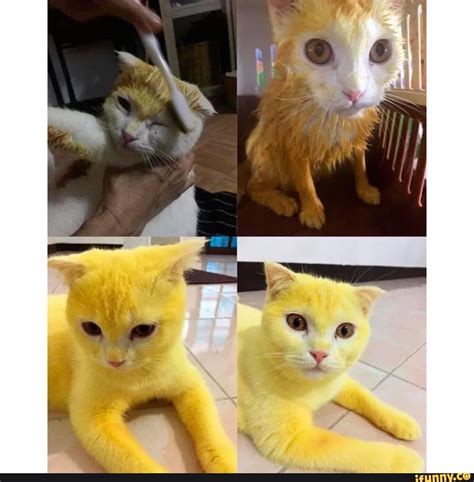 Yellowcat memes. Best Collection of funny Yellowcat pictures on iFunny