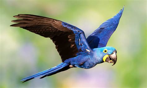 How Many Blue Macaws Are Left In The World?