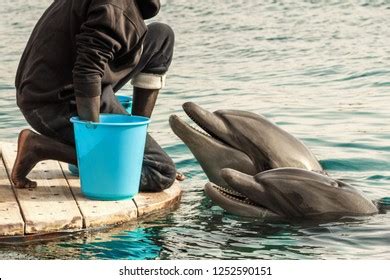 Dolphin Feeding Training Royalty-Free Images, Stock Photos & Pictures ...