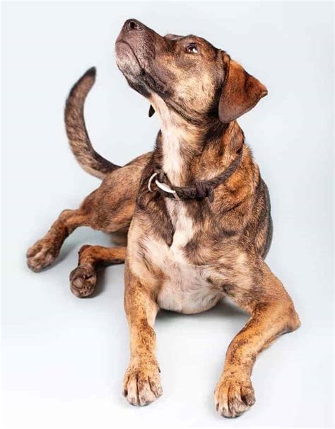 Plott Hound Temperament: What Newbie Owners Must Know