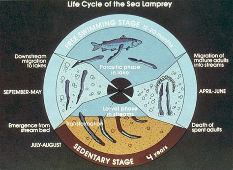 Great Lake Invaders: Sea Lamprey Life Cycle