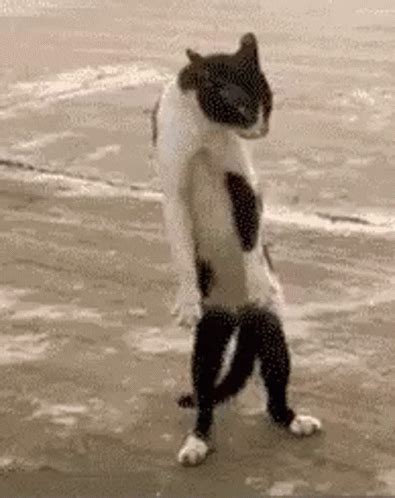 Discord Dancing Cat Gif