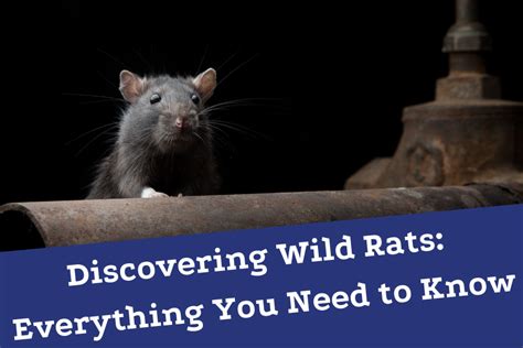 Discovering Wild Rats: Everything You Need to Know