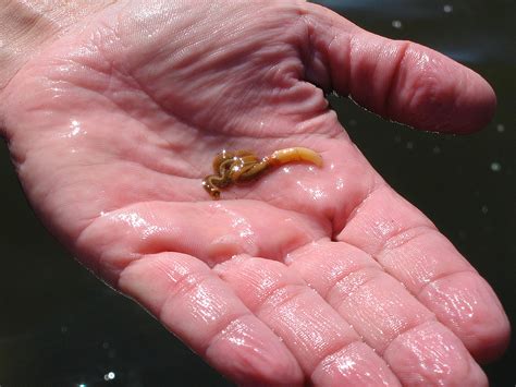 Embryonic axis and acorn worm | Nature Portfolio Ecology & Evolution ...