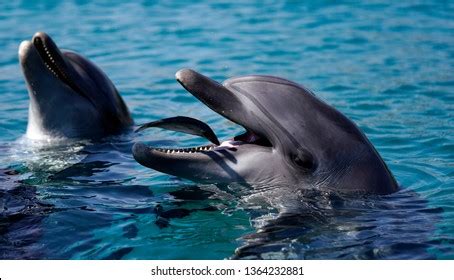 336 Wild Dolphin Eating Fish Images, Stock Photos, 3D objects ...