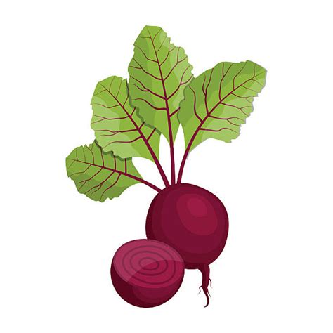 Royalty Free Common Beet Clip Art, Vector Images & Illustrations - iStock