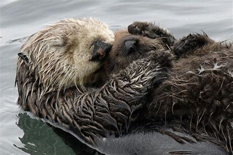 Sea Otter Mother Holds Her Pup Close for a Nap and a Nuzzle — The Daily ...