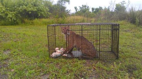 Bobcat caught in coyote trap