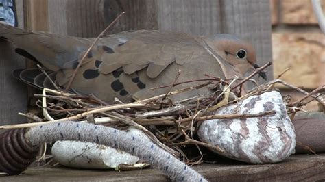 Mourning Doves Building a Nest - YouTube