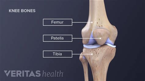 Femur And Tibia Anatomy