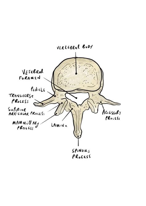 Basic Spine Anatomy | Brainbook