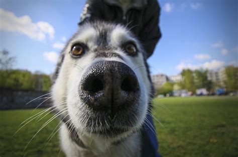 These 24 mugshots of funny, happy animals will help you make your day a ...