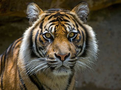 Save the tiger: 7 saddening facts about the extinction of Javan tigers ...