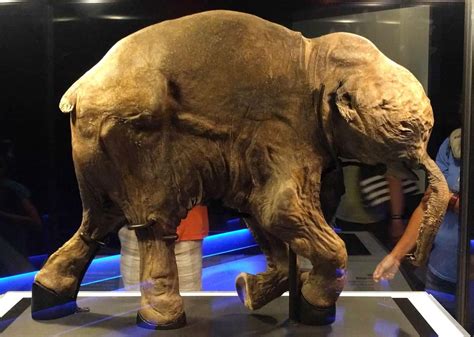 Facts About Woolly Mammoths That Might Explain Why They Became Extinct