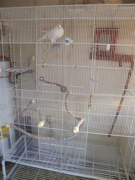 How to Choose a Cage for Pigeons or Doves