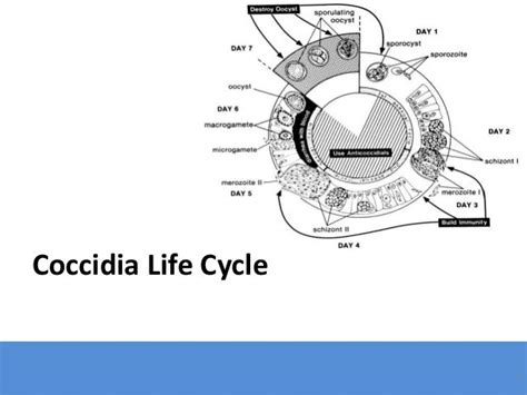 Coccidial Life Cycle