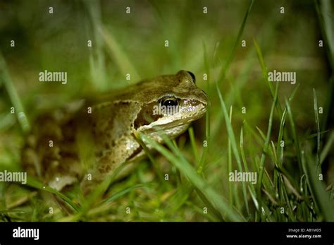 Frog in grass Stock Photo - Alamy