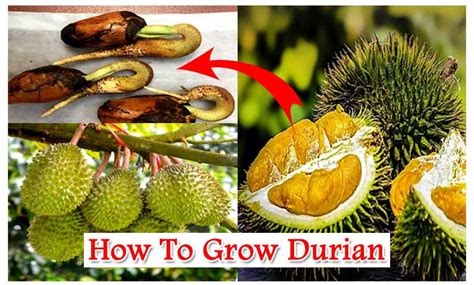 How To Grow Durian All About Durian - SVG