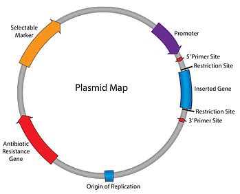 Cloing - PCR Primer design : 1. 배경지식 및 overview : 네이버 블로그