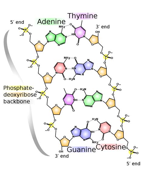 DNA - Simple English Wikipedia, the free encyclopedia