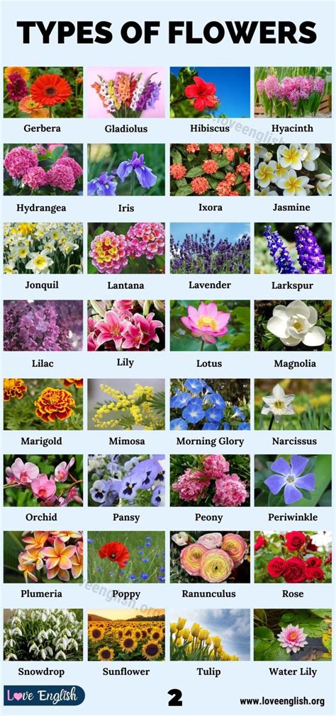 Types of Flowers: 70 Different Types of Flowers in the World - Love ...